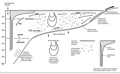 Introduction. The deep ocean is the world’s largest depositional environment, encompassing all of the ocean floor below the continental shelf and slope environments. The majority of deposition away from continental margins takes place where there is little to no flow to transport sediments in from elsewhere.. 