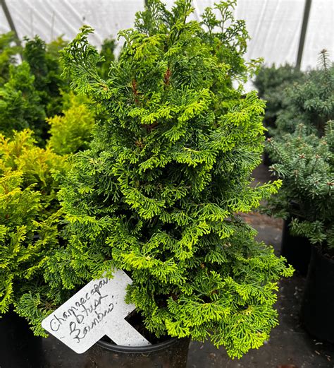 Chamaecyparis plant lust