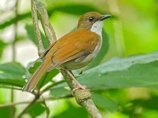 Chamaetylas choloensis (Cholo Alethe) - Avibase