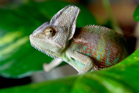 Chameleeon Leaks 😈 PORN