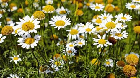 Chamomile Tea – A Home Remedy For Migraines? Just Tea