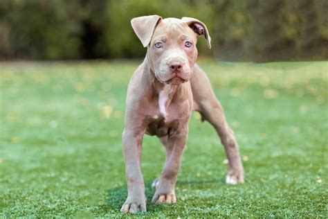 Champagne Pitbull Genetics. The champagne Pitbull color is caused by a dilution gene called MLPH. MLPH’s primary role is to fix and transport cells containing …. 