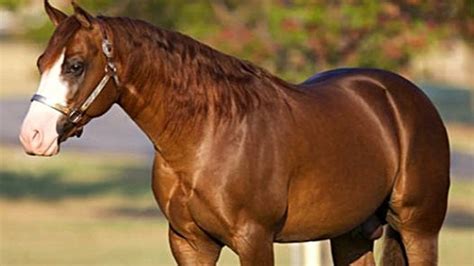 Champion American Quarter Horses Horse Power Ranch