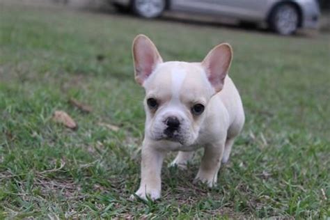 Champion Bloodline French Bulldog Puppies For Sale