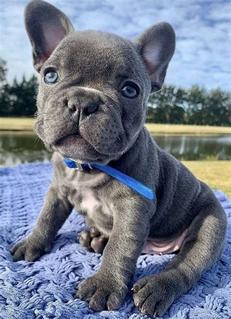Champion French Bulldog Puppies For Sale