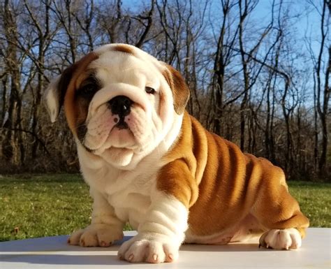 Champion Sired Bulldog Puppies For Sale