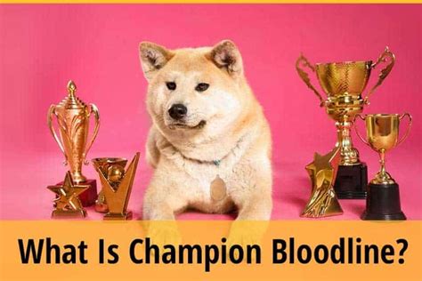 Champion bloodlines - What Does It Mean? ZooAwesome