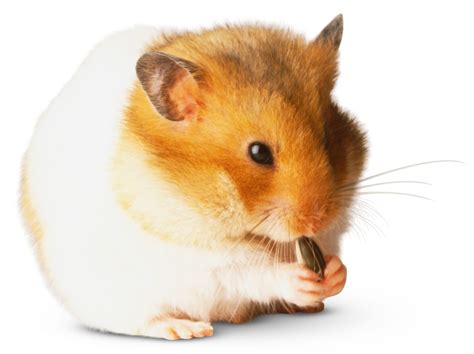 Hamsters are popular pets for children and adults alike. . Chamstwr