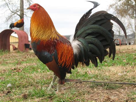 Chandler Gamefowl Farm Browse search results for game roosters Pets and .... Scorpion Ridge is a small gamefowl farm, that believes in quality over quantity. ... Cavazos of San Antonio, Texas. do NOT contact me with unsolicited services .... Nov 24, 2020 — Koch Ranches, Inc. The ranches are located in Medina and Frio Counties, Texas and .... 