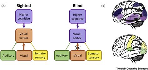 Change blindness: Trends in Cognitive Sciences