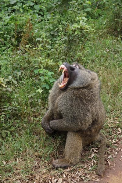 Changes in primate teeth linked to rise of mo EurekAlert!