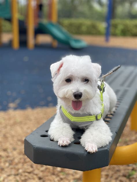 Changing Dogs... Puppy Forum and Dog Forums