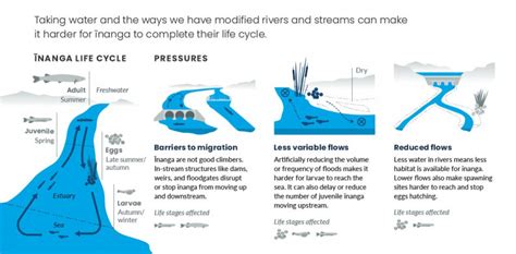 Changing Freshwater Flows Affect Fish Populations in the Potomac …