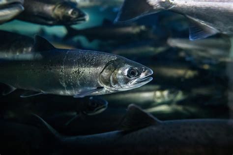 Changing salmon hatchery release practices can improve survival rates: B.C. study