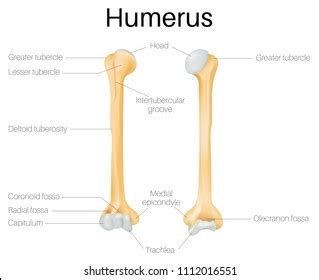 Chapter 04 Tissue Structures WTCS Medical Terminology