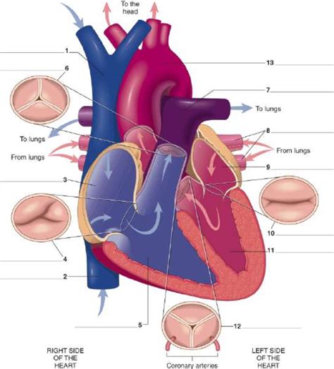 Chapter 11 Cardiovascular System Diagram Quizlet