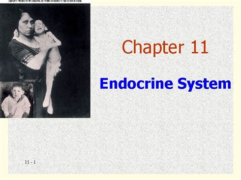 Chapter 11 Endocrine System 11 1 Introduction