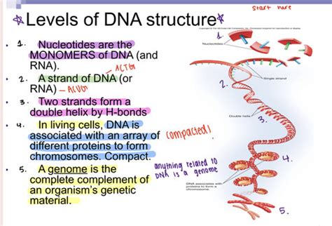 Chapter 11 nucleic acid structure dna replication and chromosome structu...