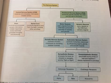 Chapter 12: Nervous System 3 Flashcards Quizlet