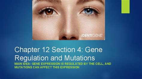 Chapter 12 Section 4 Gene Regulation And Mutations Study Guide Study