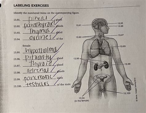 Chapter 13 Med Term {MC and T/F only} Flashcards Quizlet