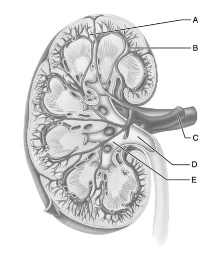 Chapter 15 - The Urinary System Flashcards Quizlet