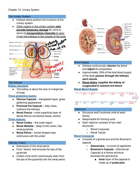 Chapter 15 Urinary System