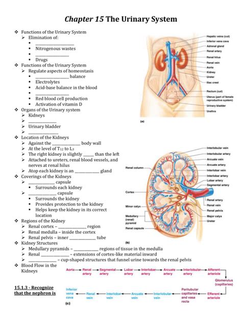 Chapter 15 urinary system study guide answers. - Analysis of time series chatfield solution manual.