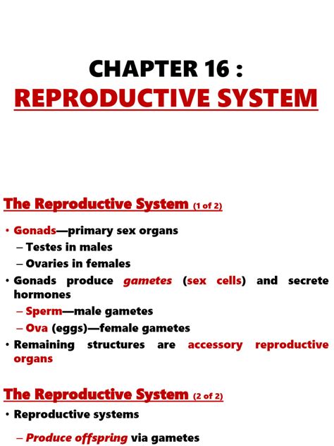 Chapter 16 Reproductive System