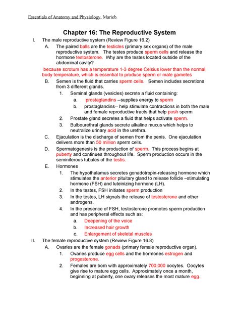 Chapter 16 Reproductive System Work Answers