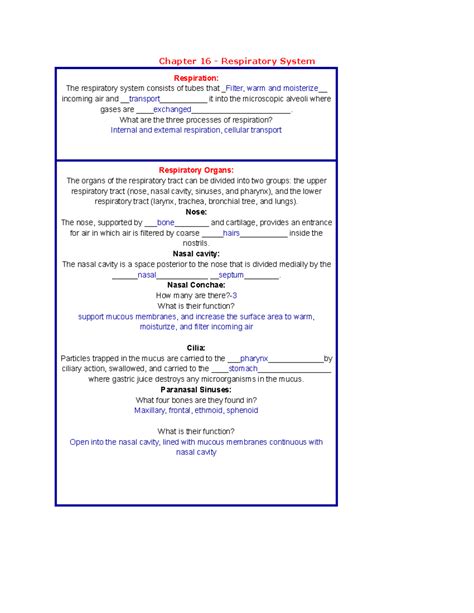 Chapter 16 Respiratory System Study Guide Answers