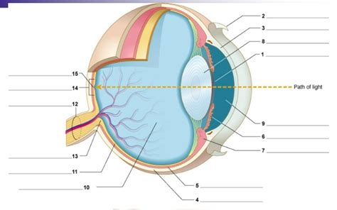 Chapter 17: Eye Terms Flashcards Quizlet