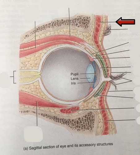 Chapter 17 eye Flashcards Quizlet