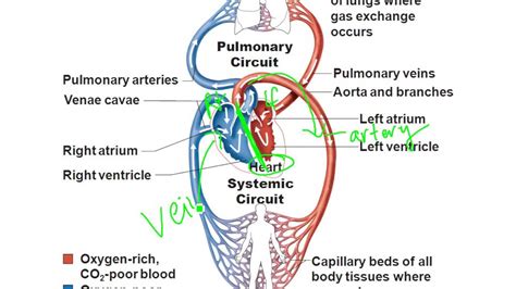 Chapter 18 Cardiovascular System YouTube