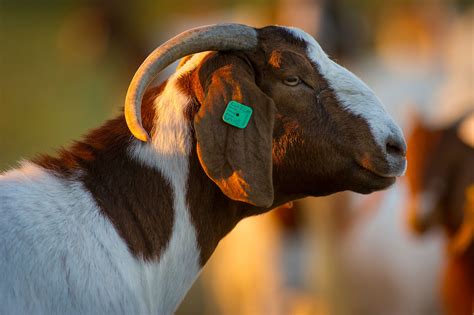 Chapter 2 Breeds of Meat Goats - Oklahoma State …