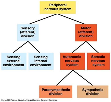 Chapter 20: The Nervous System Flashcards Quizlet