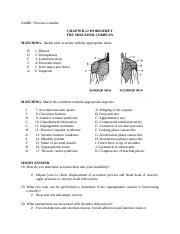 Chapter 22 Worksheet The Shoulder Complex Answer Key Chapter Worksheet