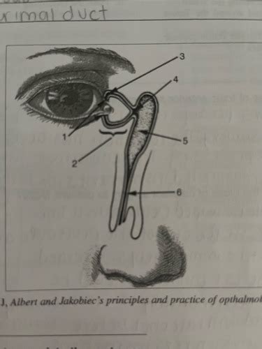 Chapter 26 Ophthalmic Surgery & Chapter 8 Ophthalmic Instruments - Quizlet