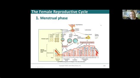 Chapter 28 Reproductive System Part3 YouTube