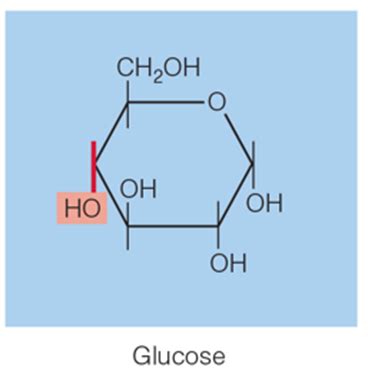 Chapter 4 - The Carbohydrates: Sugars, Starches, and Fibers - Quizlet