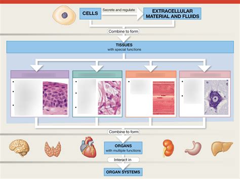 Chapter 4 Tissue Level of Organization Diagram Quizlet