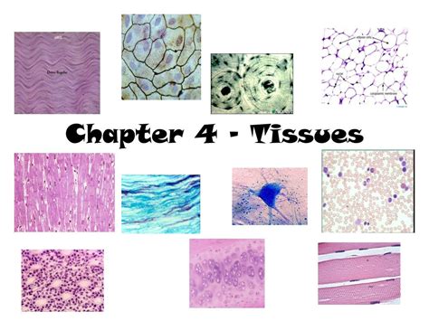 Chapter 4 Tissue function and location Chapter 4 Tissue function and