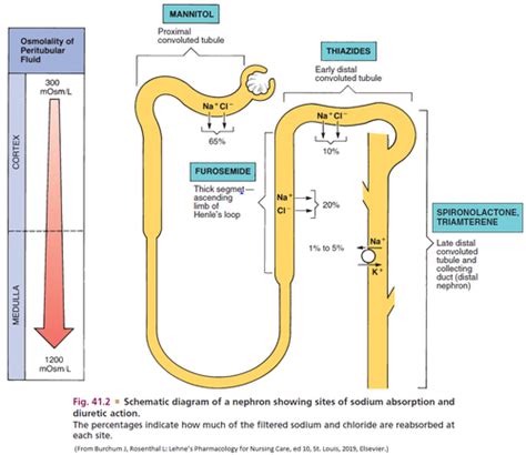 Chapter 41: Diuretics Flashcards Quizlet