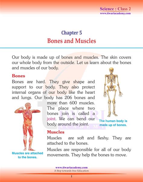 Chapter 5 Bones Flashcards Chegg.com