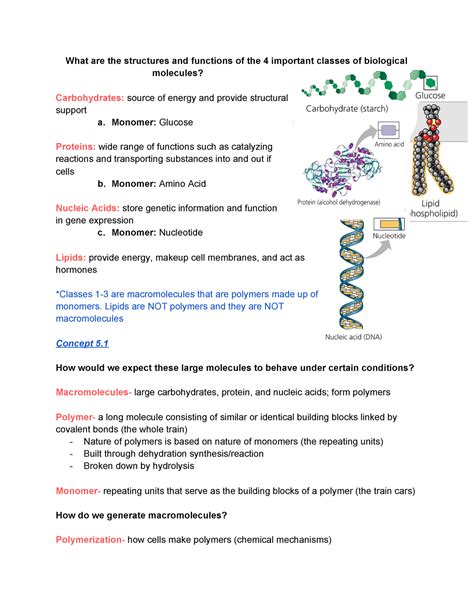 Chapter 5 The Structure and Function of Large Biological Molecules