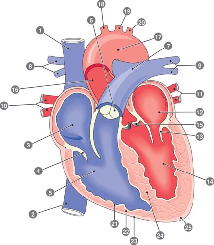 Chapter 6: Cardiovascular system: Blood Flashcards Quizlet