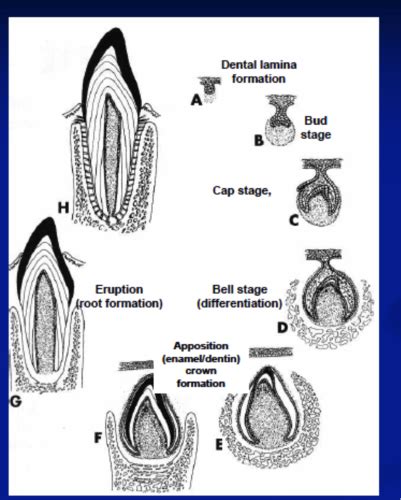 Chapter 6: Tooth Development & Eruption Flashcards Quizlet