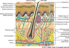 Chapter 7 Skin Structure, Growth, & Nutrition Flashcards - Quizlet