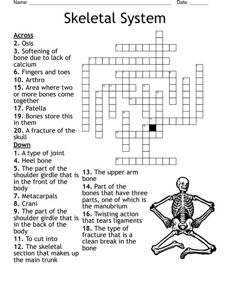 Chapter 7 skeletal system crossword puzzle answers.  function of bone-...