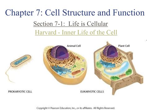 Chapter 7Cell Structure and Function